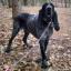 American Blue Gascon Hound