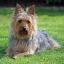 Aussie Silk Terrier -- Terrier australien X Terrier australien à poil soyeux