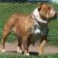 Australian Bulldog