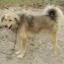 Bakharwal Dog