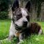 Boston Cattle Dog -- Terrier de Boston X Bouvier australien