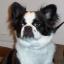 Boston Chin -- Terrier de Boston X Epagneul japonais
