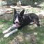 Boston Spaniel -- Terrier de Boston X Cocker Spaniel Anglais