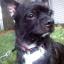 Boston Yorkie -- Terrier de Boston X Yorkshire Terrier