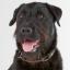 Bouberman -- Bouvier des Flandres X Dobermann