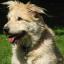Bouvador -- Bouvier des Flandres X Retriever du Labrador