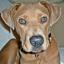 Boweimar -- Boxer X Braque de Weimar