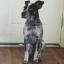 Box Heeler -- Boxer X Bouvier australien