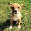 Boxachi -- Boxer X Chihuahua