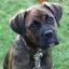 Boxador -- Boxer X Retriever du Labrador