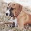 Boxane -- Boxer X Dogue allemand