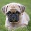 Box-a-Pug -- Boxer X Carlin