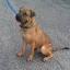 Box-a-Shar -- Boxer X Shar Pei