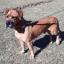 Boxer Basset -- Boxer X Basset Hound