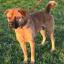 Boxer Chow -- Boxer X Chow Chow
