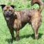 Boxer Shepherd -- Boxer X Berger allemand