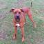 Boxerman -- Boxer X Dobermann