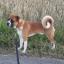 Boxita -- Boxer X Akita Inu