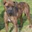 Boxmas -- Boxer X Mastiff