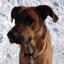 BT Walker -- Boxer X Treeing Walker Coonhound