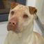 Bull Chow Terrier -- Bull Terrier X Chow Chow