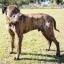 Bull Daniff -- Bullmastiff X Dogue Allemand