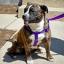Bull Jack -- Bulldog X Jack Russell Terrier
