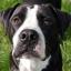 Bullador -- Bulldog anglais X Retriever du Labrador