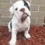 Bull-Aussie -- Bulldog anglais X Berger australien