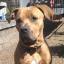 Bull-Boxer -- Bulldog anglais X Boxer