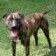 Bullboxer Pit -- Boxer X American Pit Bull Terrier
