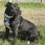 Bullboxer Staff -- Boxer X Staffordshire Terrier Americain