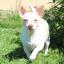 Bullhuahua Terrier -- Bull Terrier X Chihuahua
