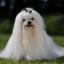 Bichon maltais