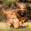 Liangshan-Hund