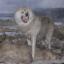 Taimyr-Wolf