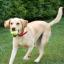 Labbe -- Labrador Retriever X Beagle
