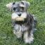 Snorkie -- Zwergschnauzer X Yorkshire Terrier