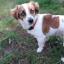 Hava-Jack -- Havaneser Bichon X Jack Russell Terrier