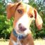 Irish Bostetter -- Irischer Roter Setter X Boston Terrier