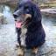 Spanierd -- English Springer Spaniel X German Shepherd