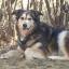 Alaskan Goldenmute -- Alaskan Malamute X Golden Retriever