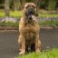 Brazilian Bullmastiff
