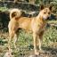 Tang Dog