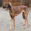 Shaanxi Hound