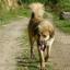 Vikhan Sheepdog