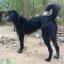 Marwari Shepherd