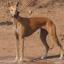 Hameerpura Sikar Sighthound