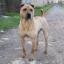 Bone-Mouth