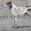 Saintonge Hound